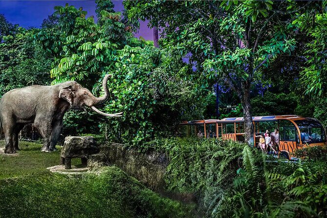 Night Safari Tickets with Tram Ride - An In-Depth Look at the Experience