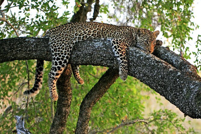 Night Safari Tour with Transfer - What to Expect from the Itinerary