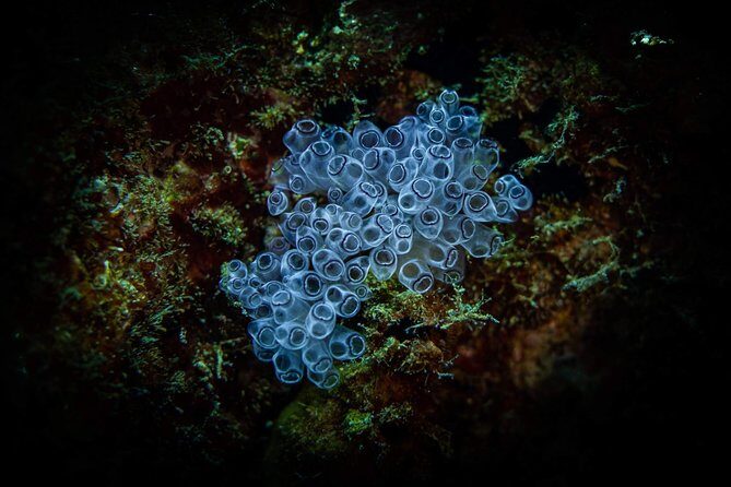 Night Shore Diving Mangel Halto Aruba for Certified Divers - Who Should Consider This Tour?