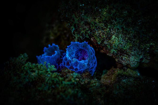 Night Shore Diving Mangel Halto Aruba for Certified Divers - The Sum Up: Who Will Love This Experience?