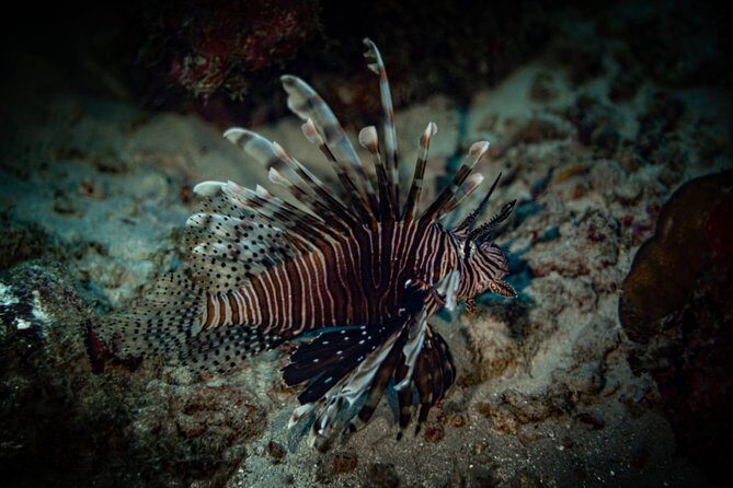 Night Shore Diving Mangel Halto Aruba for Certified Divers - Frequently Asked Questions