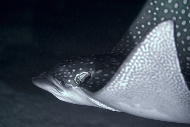 Night Snorkeling - A Detailed Look at the Night Snorkeling Experience
