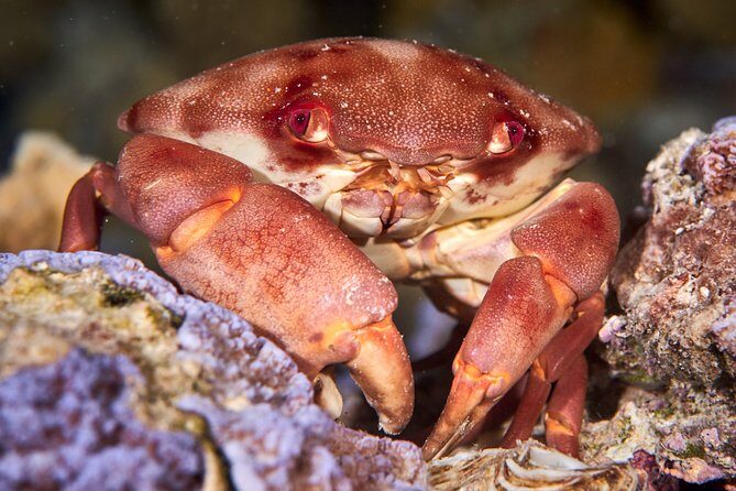 Night Snorkeling - What Makes This Tour Stand Out