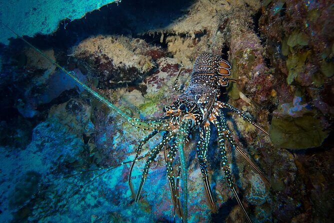 Night Snorkeling Adventure - Why Night Snorkeling Is a Game-Changer