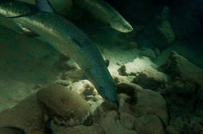 Night Snorkeling Adventure - Authenticity and Small Group Charm