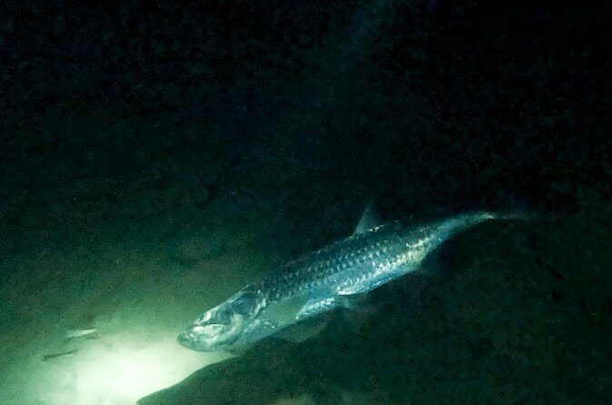Night Snorkeling Adventure - How Does the Cost Measure Up?