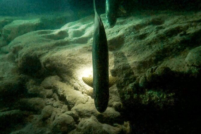 Night Snorkeling Adventure - Summary: Who Should Consider This Tour?
