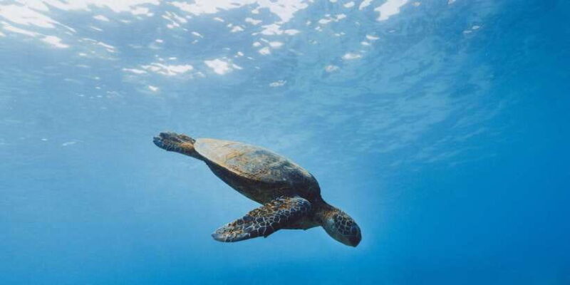 Night Snorkeling in Mirissa - Authentic Feedback from Participants