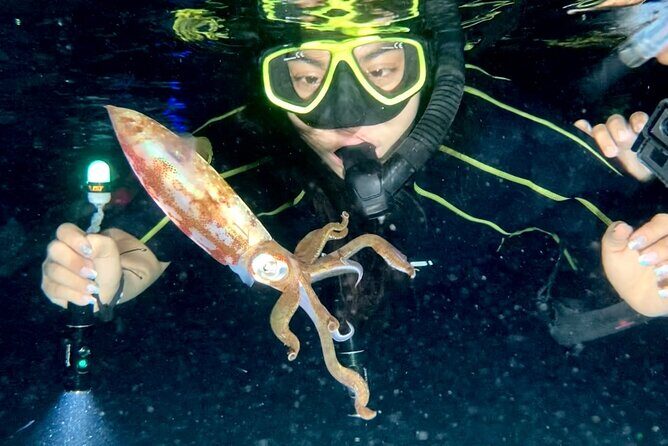 Night Snorkeling - Observation of octopus and other species - Key Points