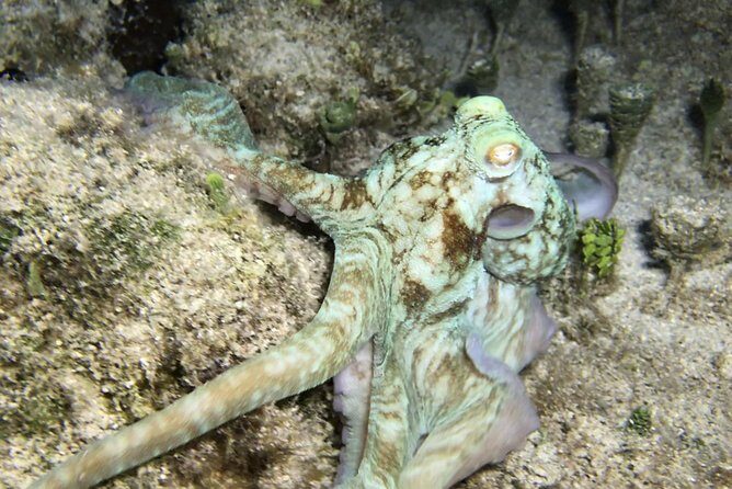 Night Snorkeling - Observation of octopus and other species - What Makes This Tour Stand Out?