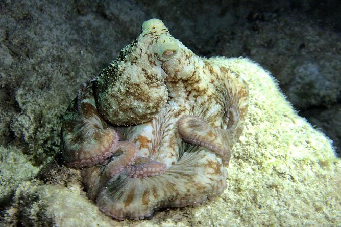 Night Snorkeling - Observation of octopus and other species - Potential Drawbacks and Considerations