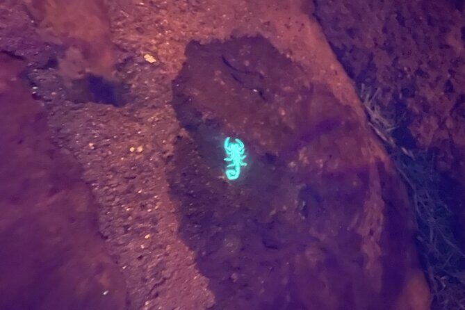 Night time fluorescent Rockhounding Tour - Who Will Love This Tour?