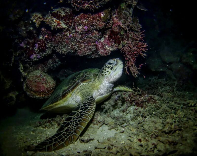 Night Time Snorkel At Turtle Town With Lights And Stars - An In-Depth Look at the Experience