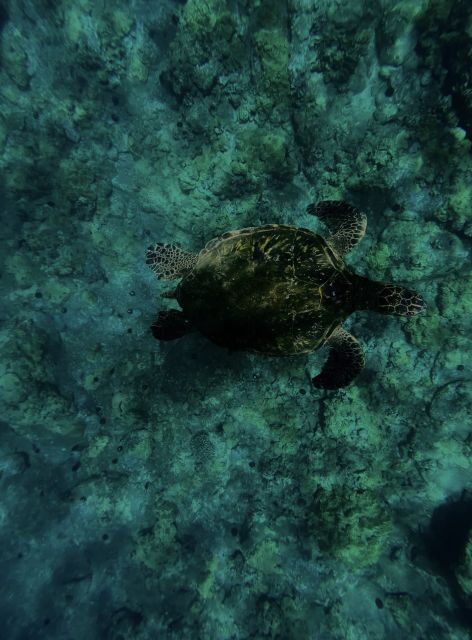 Night Time Snorkel At Turtle Town With Lights And Stars - Analyzing the Price and Overall Value