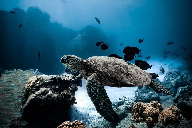 Night-Time Snorkel at TurtleTown with Stars, Lights, and Photos - Key Points