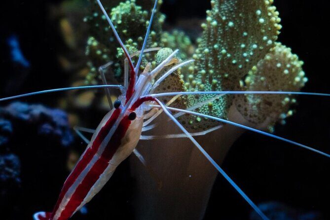 Night-Time Snorkel at TurtleTown with Stars, Lights, and Photos - Final Thoughts