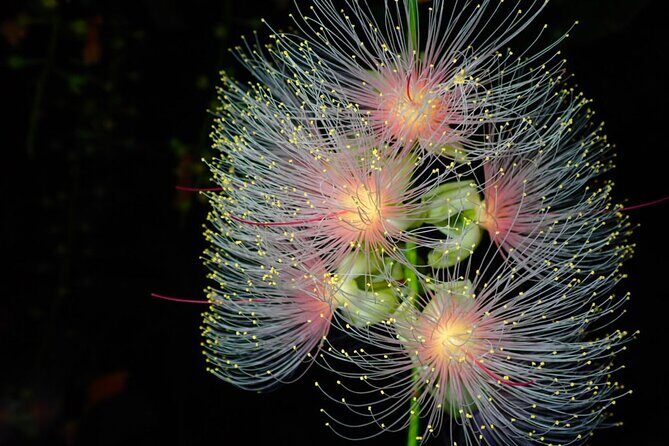 Night Tour in Iriomote: Watch the One-Night Flower Sagari-bana - Who Should Consider This Tour?