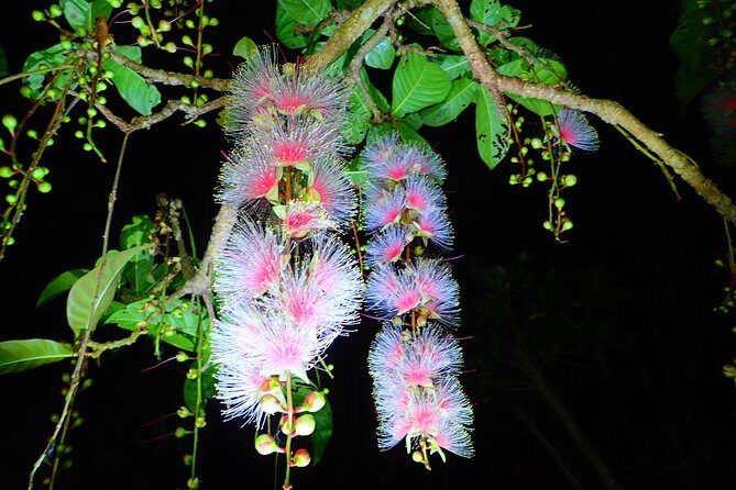 Night Tour in Iriomote: Watch the One-Night Flower Sagari-bana - FAQ