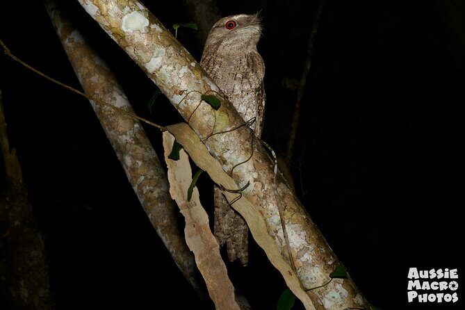 Night Walk in Cairns Botanic Gardens - Let's Go Buggin - Who Will Enjoy This Tour?