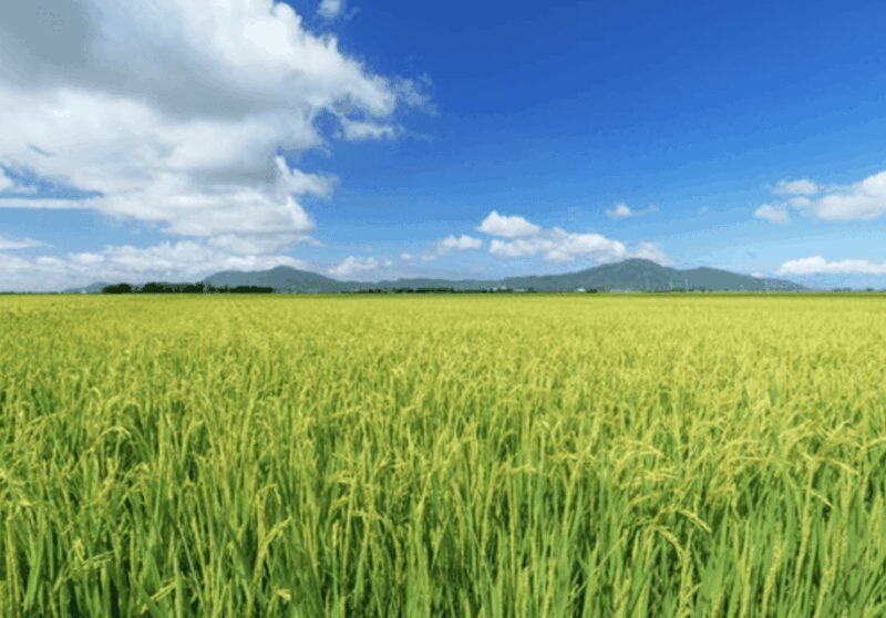 Niigata Private Custom Tour with Local Guide - Transportation and Flexibility