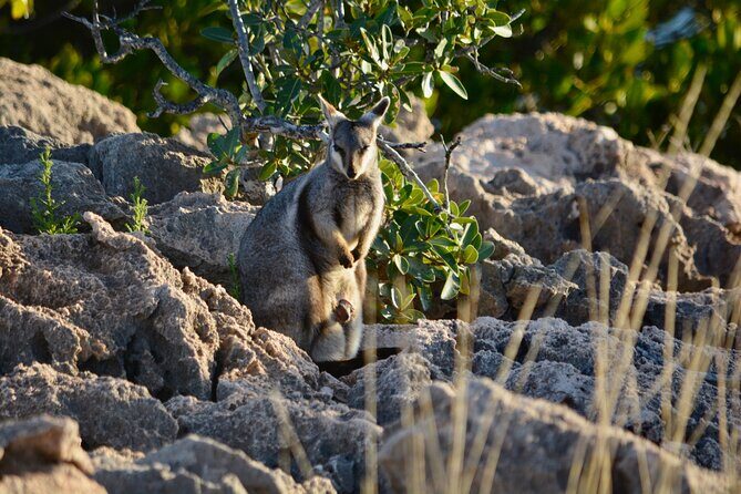 Ningaloo In A Full day Hike and Snorkel Tour - Who Is This Tour Best For?