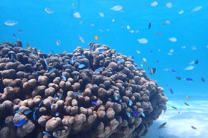 Ningaloo In A Full day Hike and Snorkel Tour - FAQ