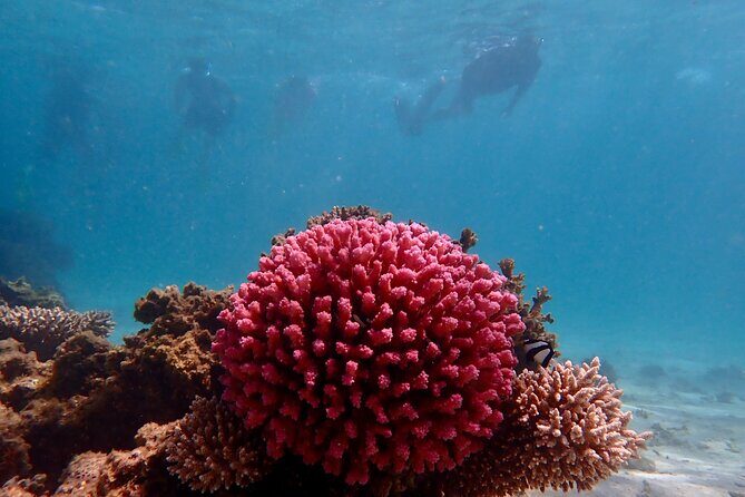 Ningaloo Reef Snorkel Adventure - Key Points