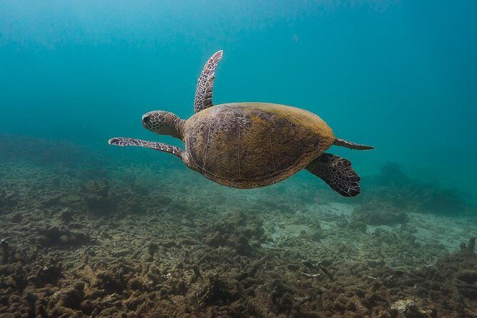 Ningaloo Reef Snorkel and Wildlife Adventure - An In-Depth Look at the Ningaloo Reef Experience