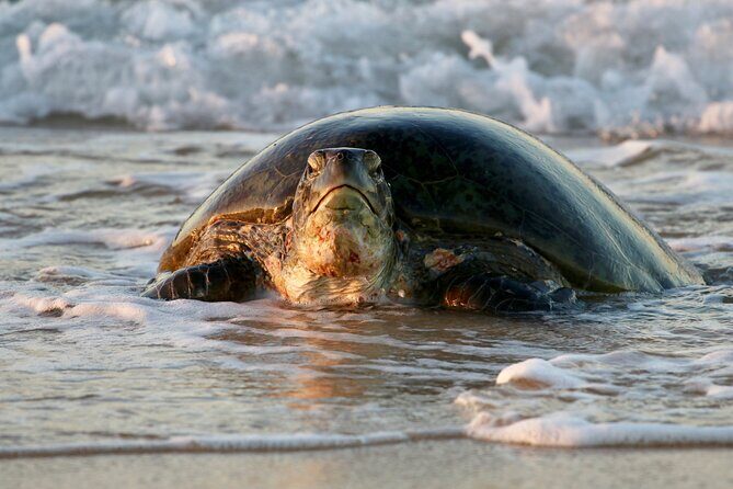 Ningaloo Turtle Watching and Stargazing Tour - Stars in the Night Sky