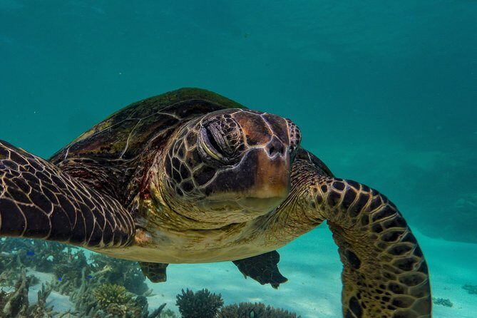 Ningaloo Turtle Watching and Stargazing Tour - Who Will Love This Tour?