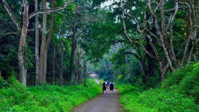 Ninh Binh: 2Day Trang An, Bai Dinh, Cuc Phuong National Park - The Experience of Each Stop