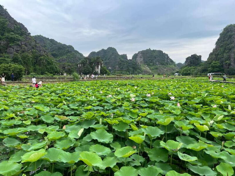 Ninh Binh Bich Dong Pagoda, Hoa Lu, Thung Nham Bird Park - In-Depth Look at the Tour Experience