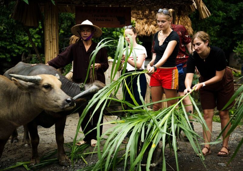 Ninh Binh: Buffalo riding, rice planting group tour - Key Points