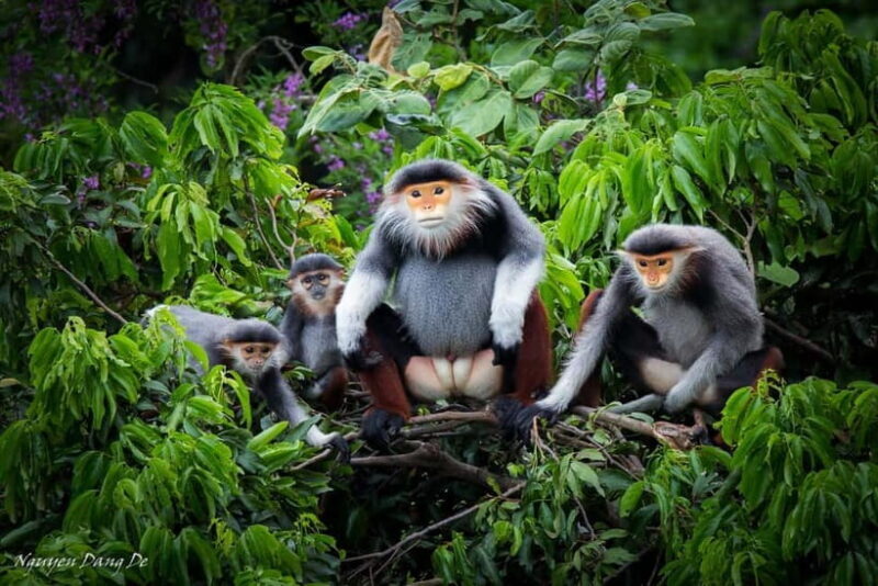 Ninh Binh: Cuc Phuong Jungle Hike & Wildlife Day Trip - Key Points