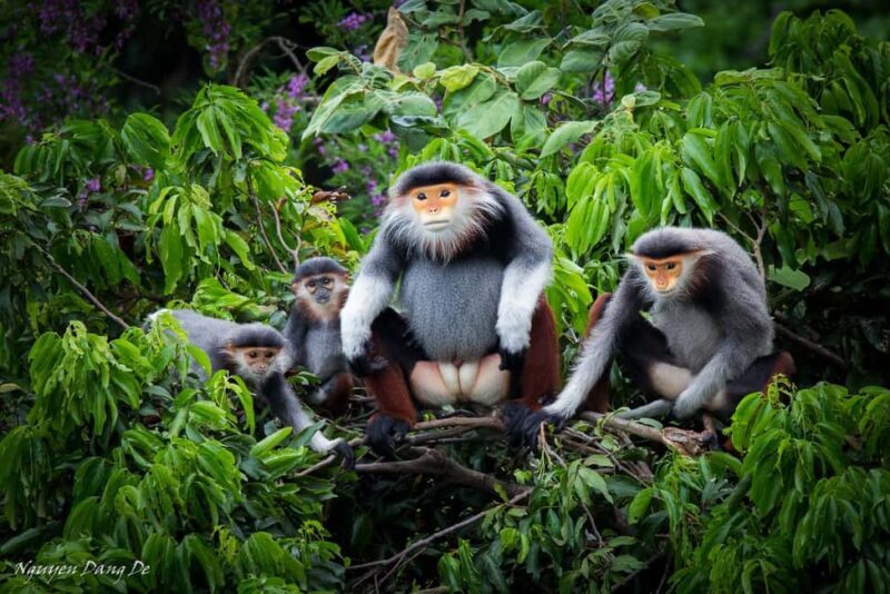 Ninh Binh: Cuc Phuong Jungle Trek, Wildlife & Ancient Caves - Exploring Cuc Phuong: The Heart of Vietnam’s Natural Heritage