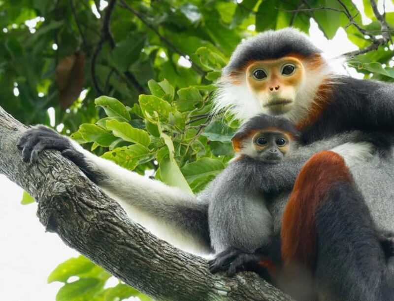 Ninh Binh: Cuc Phuong Jungle Trek, Wildlife & Ancient Caves - Tasting the Forest: Lunch in Nature