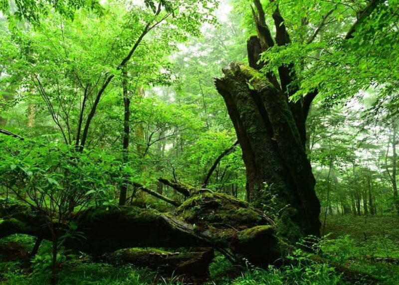 Nishiusuzuka: Fuji Forest Hiking Tour with Guide & Transfer - Final Thoughts