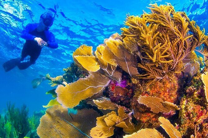 Nizuc Reef Snorkel Experience - An In-Depth Look at the Nizuc Reef Snorkel Tour