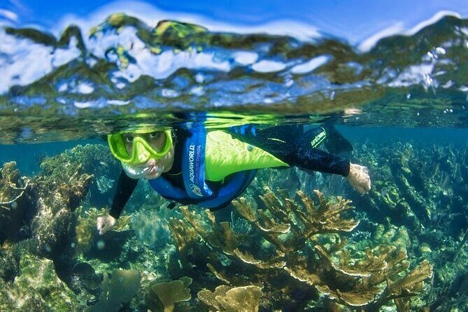 Nizuc Reef Snorkel Experience - The Scenic Mangrove Channels