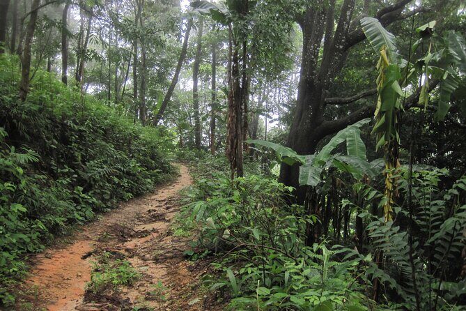 No.1 Chiang Mai: Advanced XC Downhill Biking, Doi Suthep N. Park - FAQs