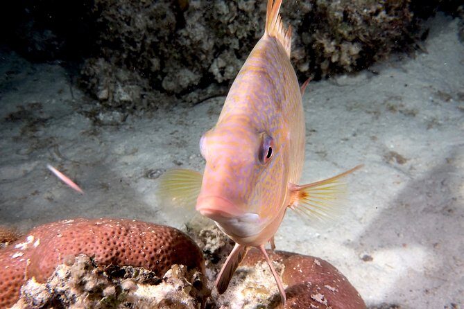 No Experience Required to Discover Scuba in Florida - Value and Cost Analysis