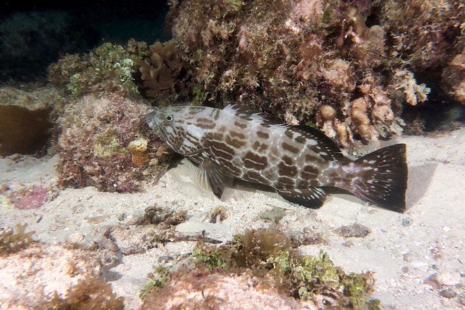 No Experience Required to Discover Scuba in Florida - Who Should Consider This Tour?