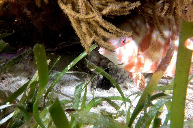 No Experience Required to Discover Scuba in Florida - The Sum Up