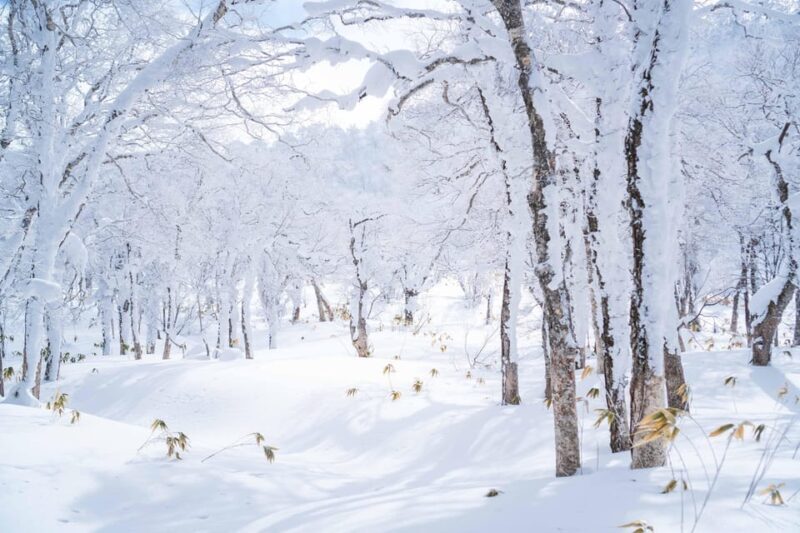 Noboribetsu: Orofure Pass Snowshoeing Tour - The Experience in Detail