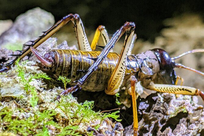 Nocturnal adventure Glow-worm tour - Key Points