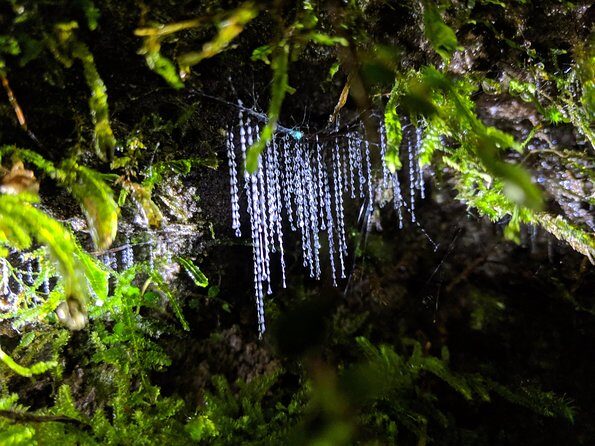 Nocturnal adventure Glow-worm tour - Exploring Rotorua’s Glow-worm Night Walk: An In-Depth Review