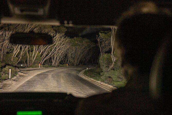 Nocturnal Tour of Kangaroo Island - An In-Depth Look at the Nocturnal Tour Experience