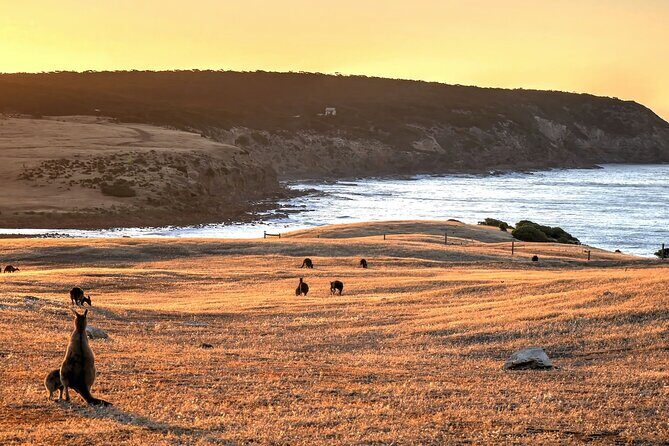 Nocturnal Tour of Kangaroo Island - FAQ