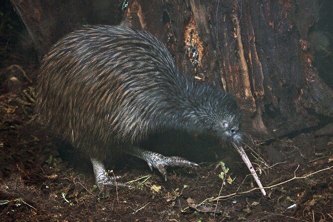 Nocturnal Wonders Tawharanui Kiwi Spotting and Stargazing Tour - Introduction