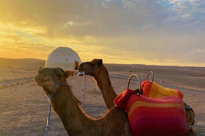 Nomad desert dinner camel ride & bonfire : Marrakech activity - Why Travelers Rave About It